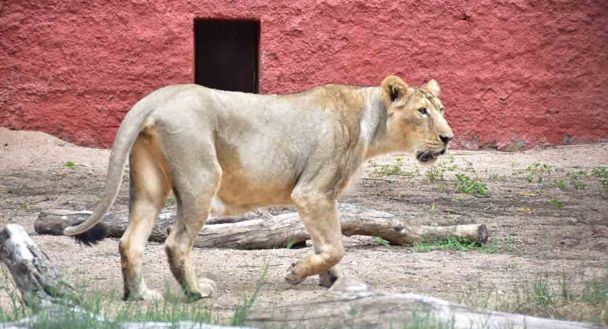 Hyderabad techie adopts lioness at Nehru Zoological Park
