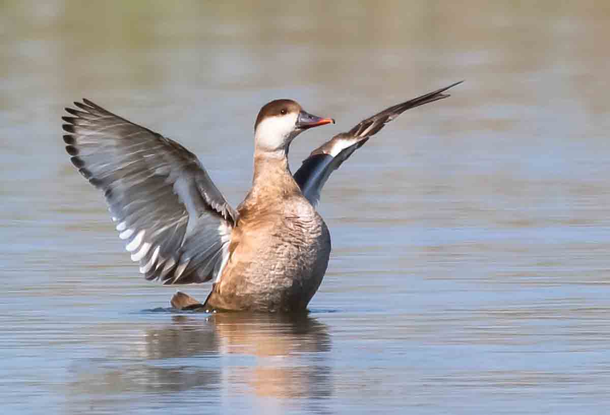 Water bodies in Telangana turn boon for migratory birds