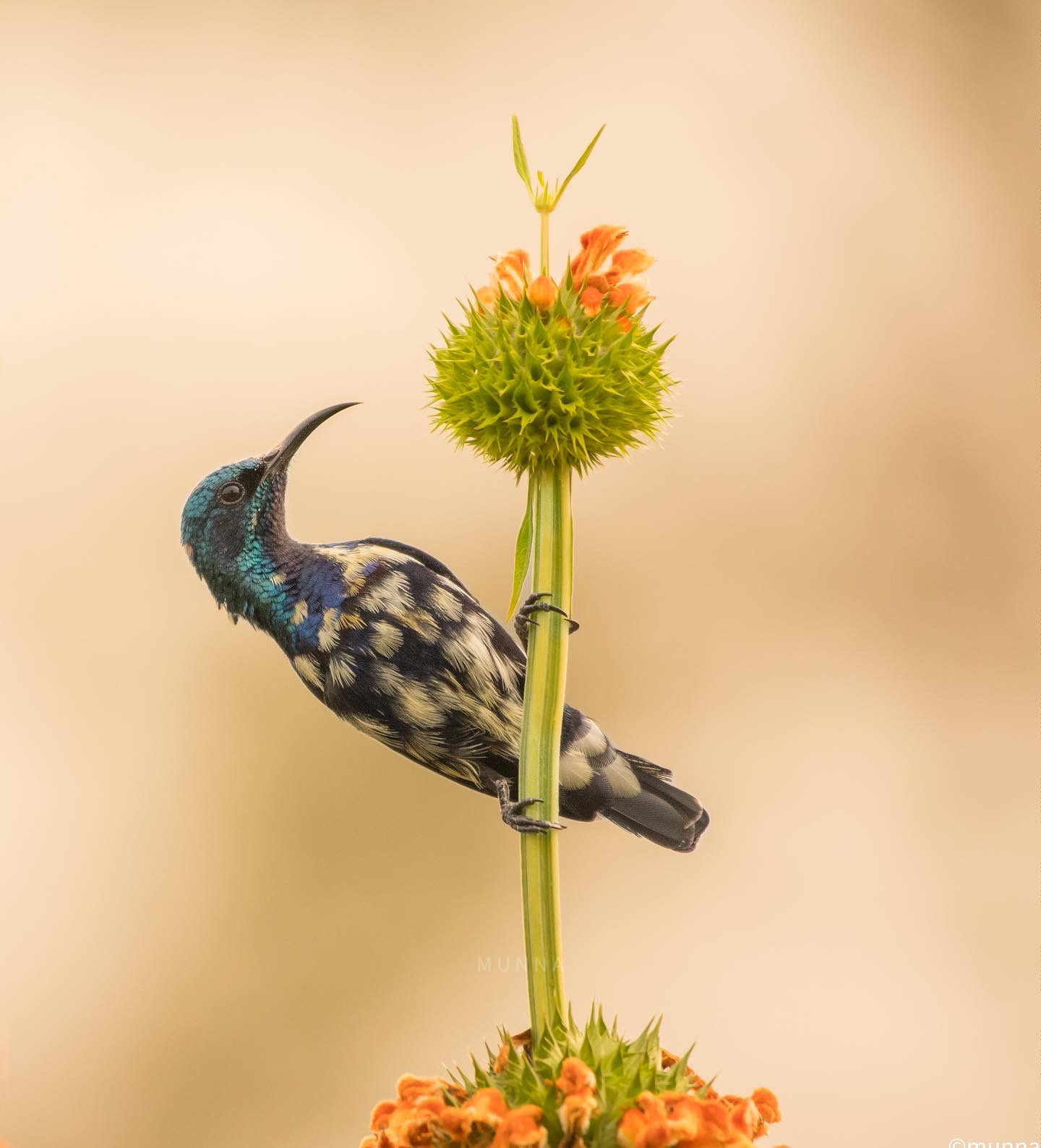 Check out increasing flora, fauna of Telangana through this wildlife photographer’s lens