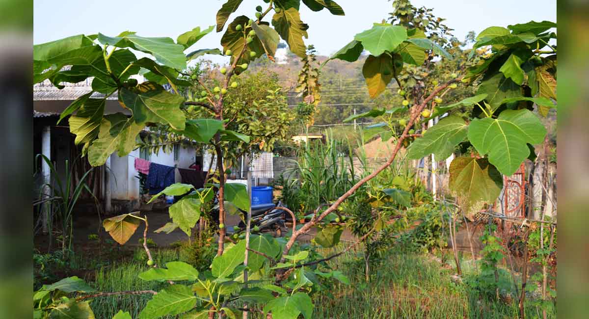 Farmer from Peddapalli grows exotic plants in organic method