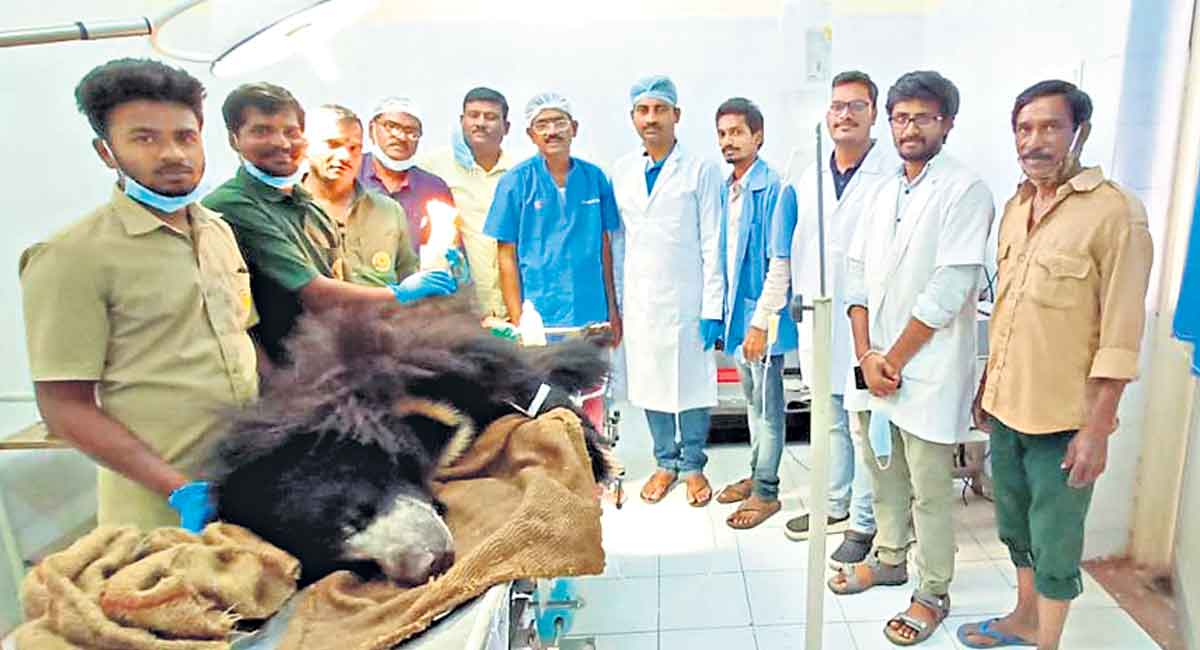 Sloth bear trapped in snare rescued in Mancherial