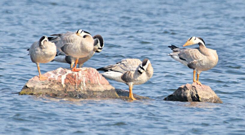 Water bodies in Telangana turn boon for migratory birds
