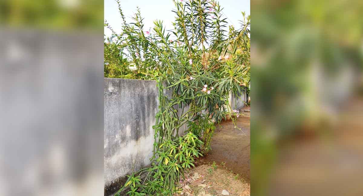 Farmer from Peddapalli grows exotic plants in organic method