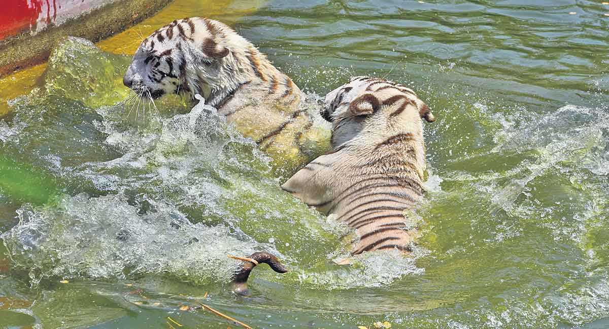 Hyderabad: Nehru Zoo gears up to protect animals from sweltering heat