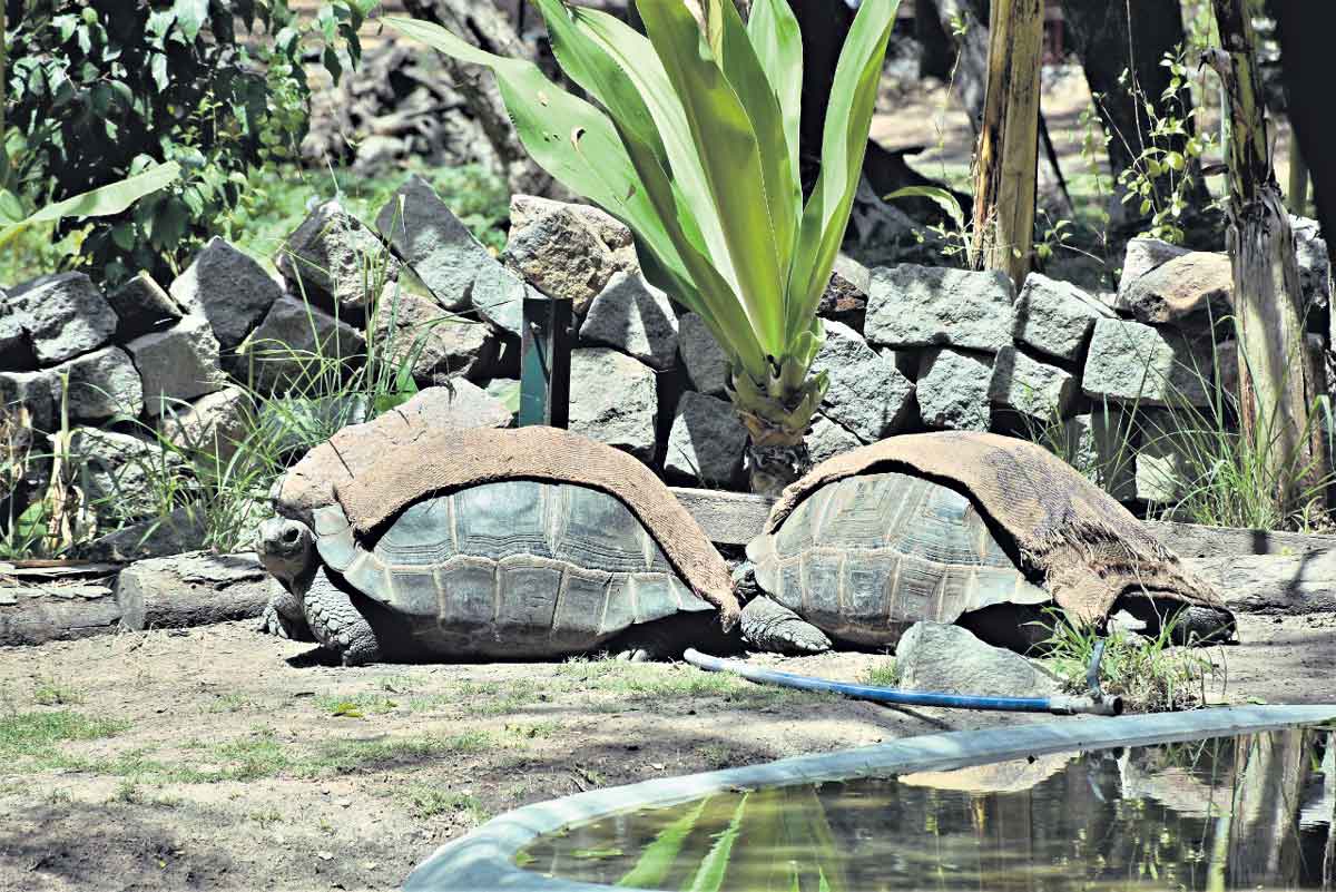 Hyderabad: Artists adopt nine tortoises at Nehru Zoological Park