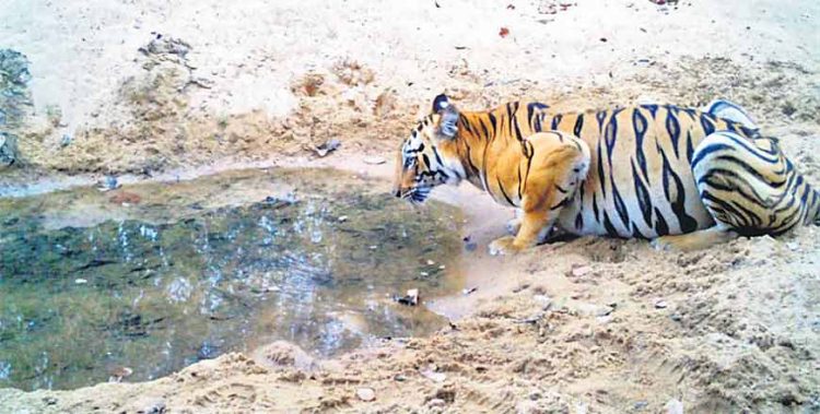 Telangana Forest department rolls out summer action plan to protect wildlife