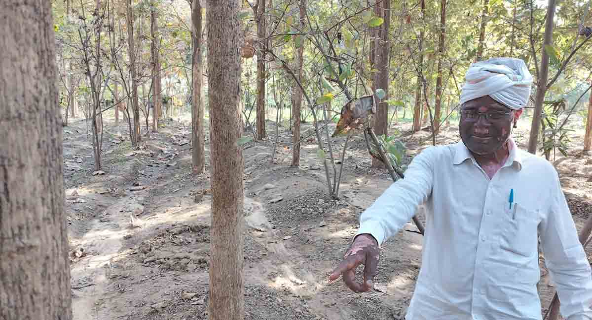 Retired teacher creates mini forest in Sangareddy
