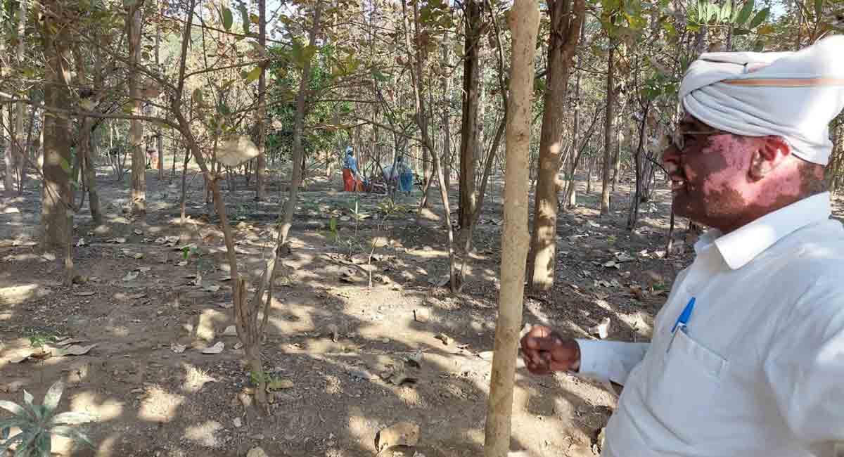 Retired teacher creates mini forest in Sangareddy
