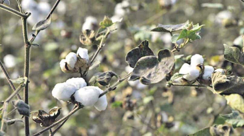 Spurious cotton seeds menace continues to haunt Mancherial district
