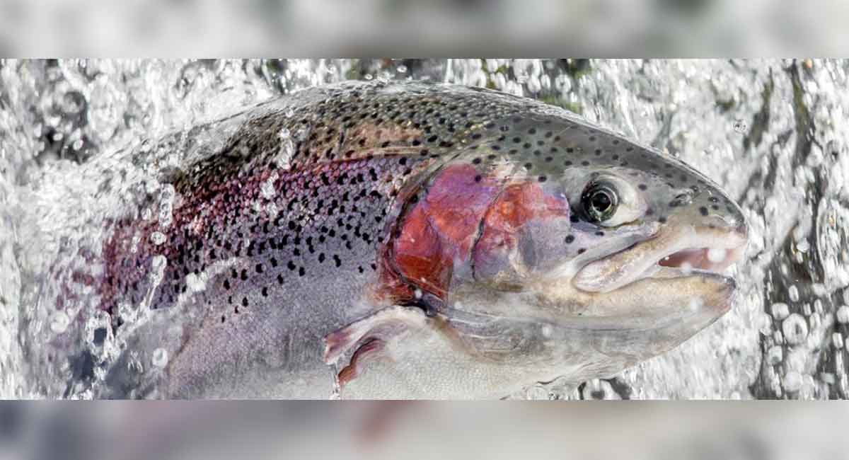 Kashmir's popular rainbow trout will soon be available in  Hyderabad-Telangana Today
