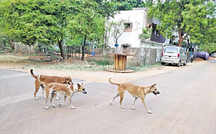 Mischievous dog ‘steals’ master’s money in Warangal