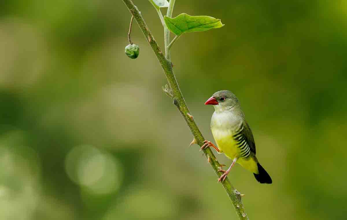 Rare bird sighted in Andhra Pradesh - Telangana Today