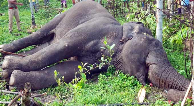 Human-animal conflict in Karnataka, elephant shot dead
