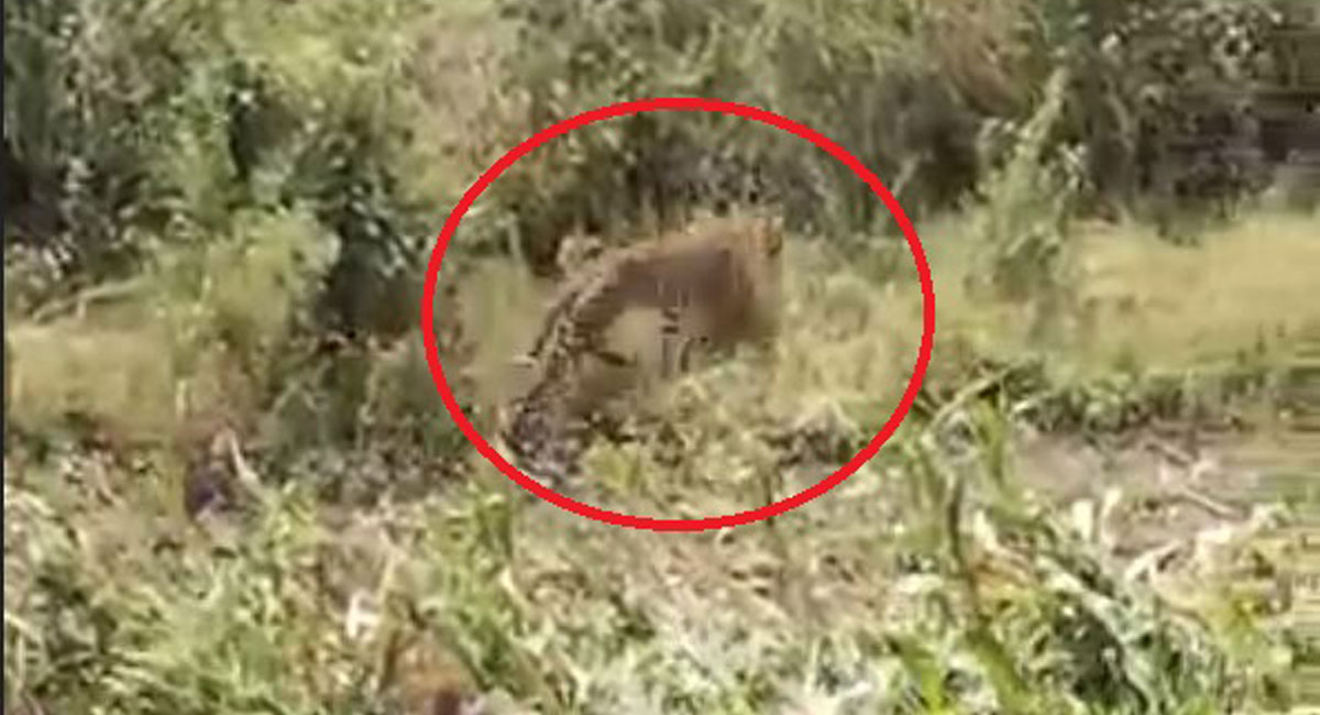 Watch: Leopard sighted in farm, locals panicked in Adilabad