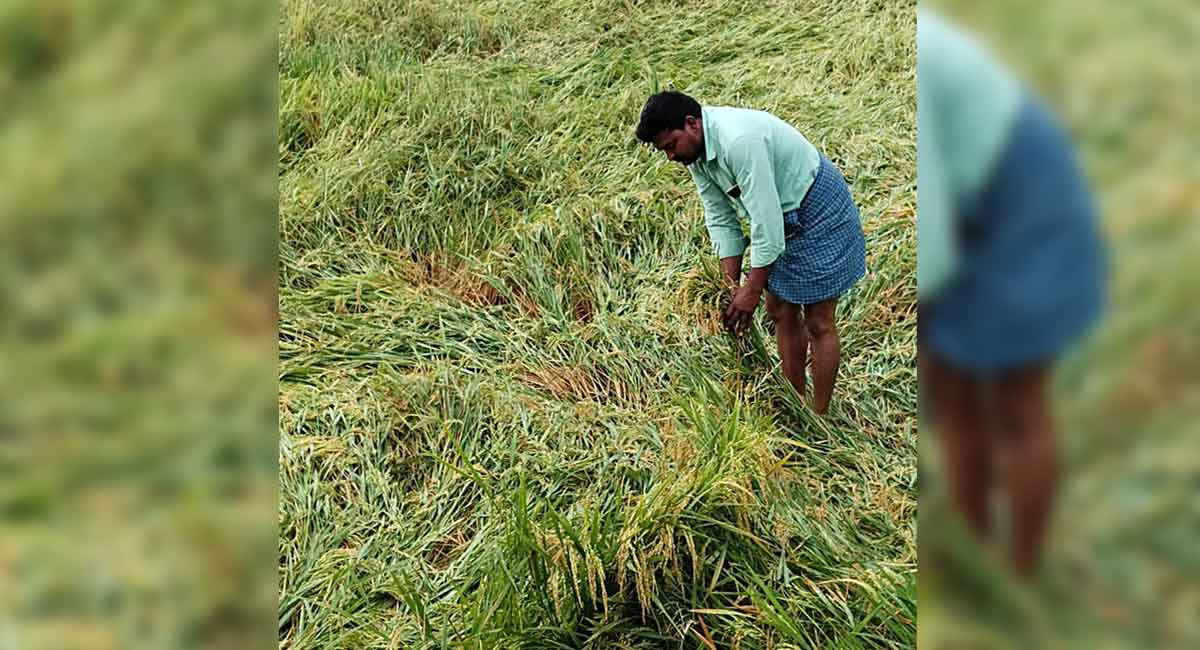 Nearly 5k acres of paddy crop damaged due to untimely rains in Mancherial