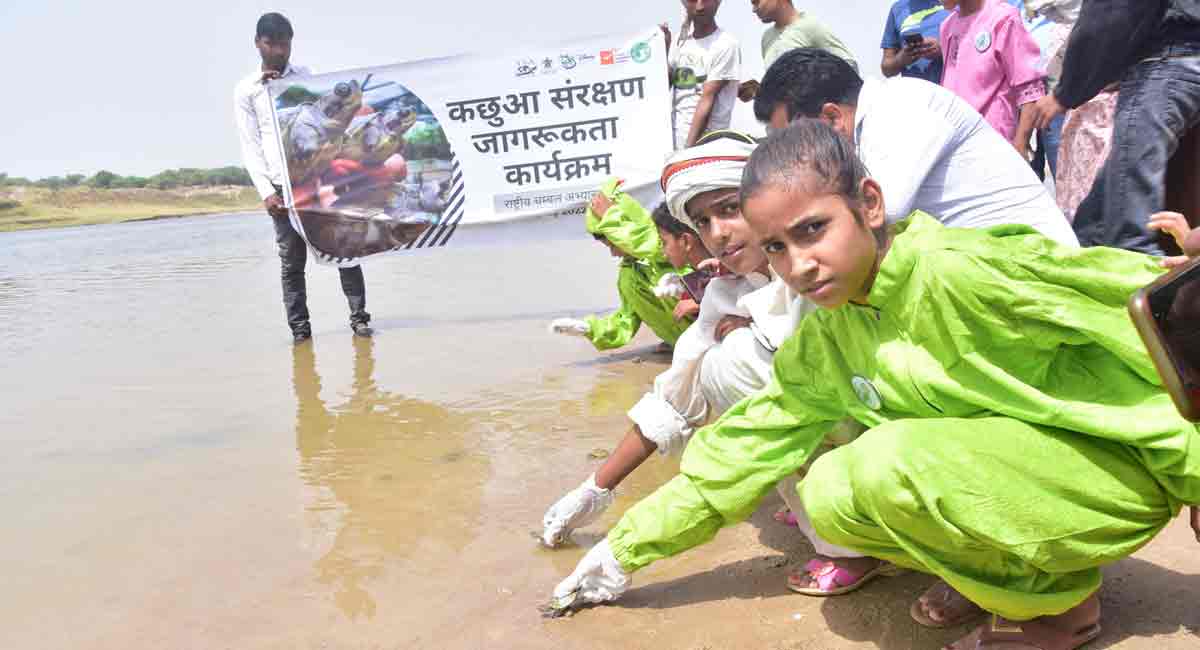 Hundreds of critically endangered turtle hatchlings released into Chambal river