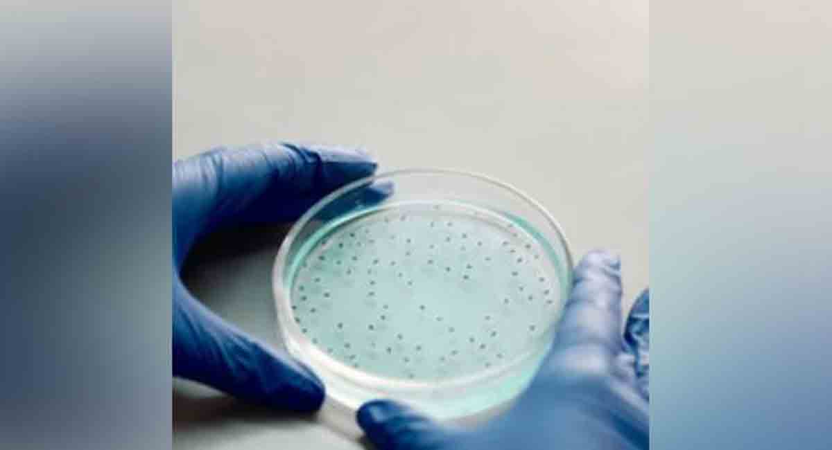 Scientists discover new type of ‘plastic-loving bacteria’