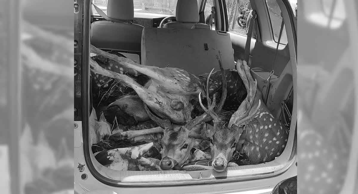 Telangana: Eight poachers who hunted two deer nabbed, hunting rifle seized