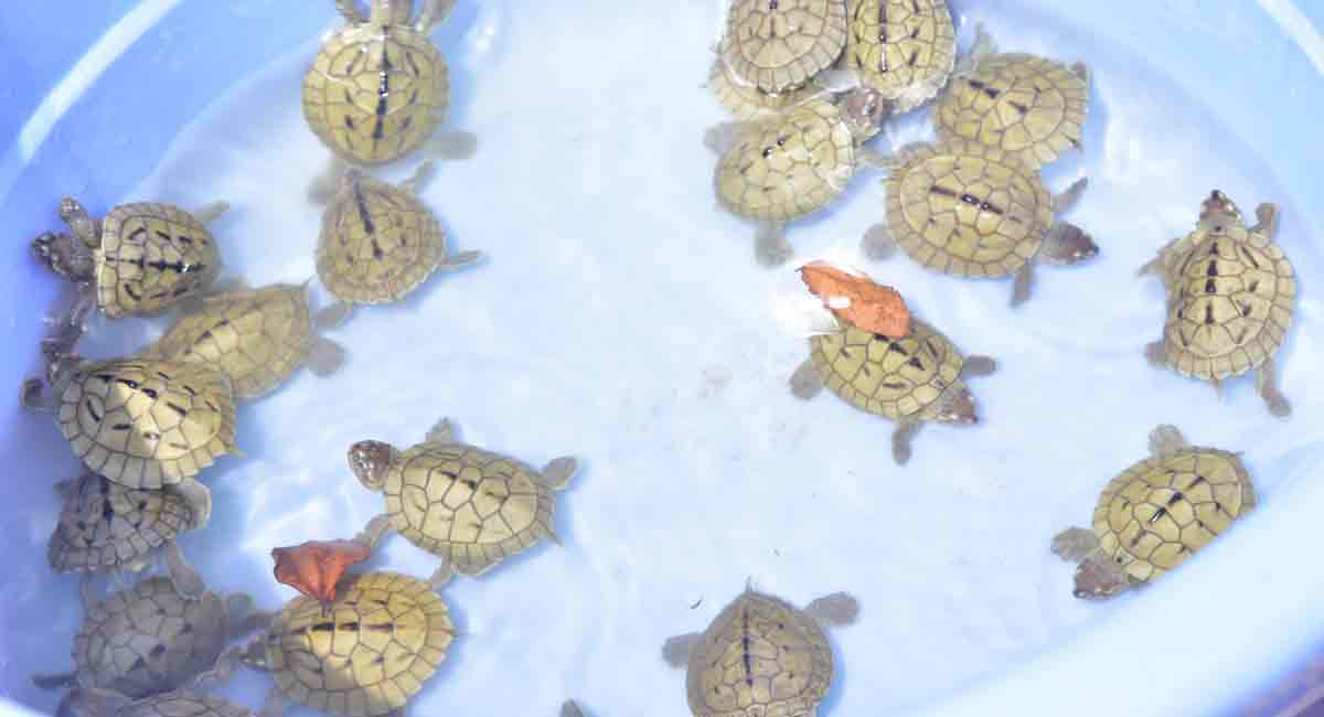 Hundreds of critically endangered turtle hatchlings released into Chambal river