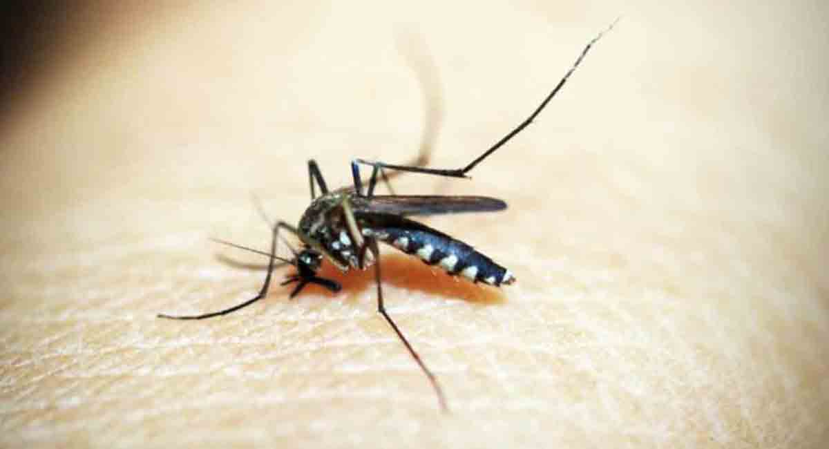 Dengue alert in GHMC, people urged to take precautions
