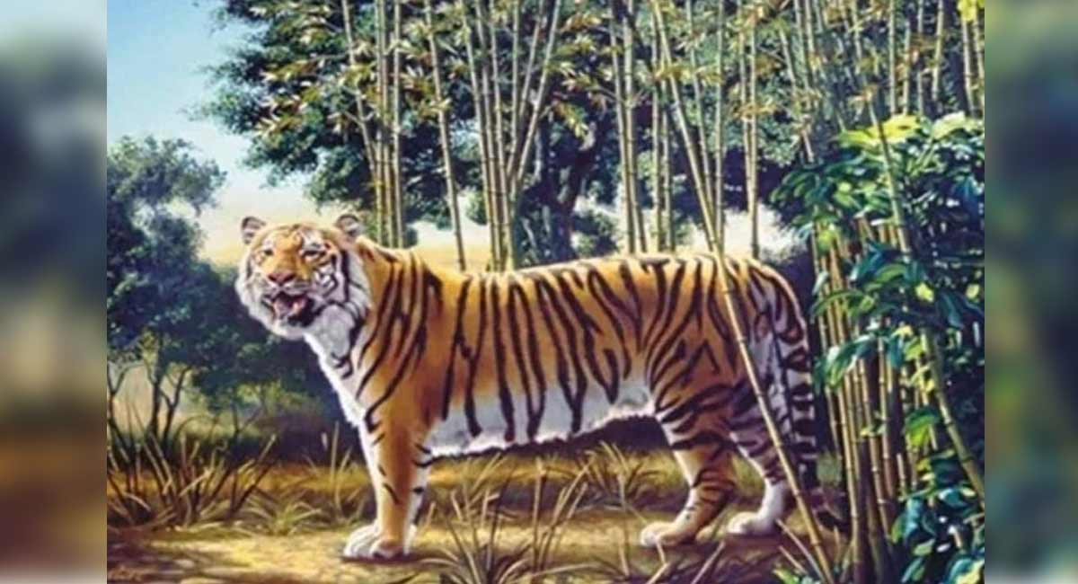 If you see just one tiger, look harder