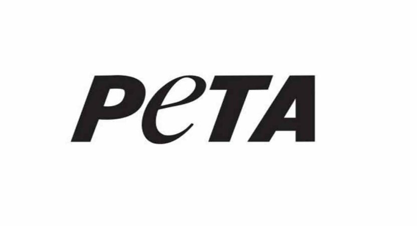 Telangana: Bull saved from being buried alive after PETA’s intervention