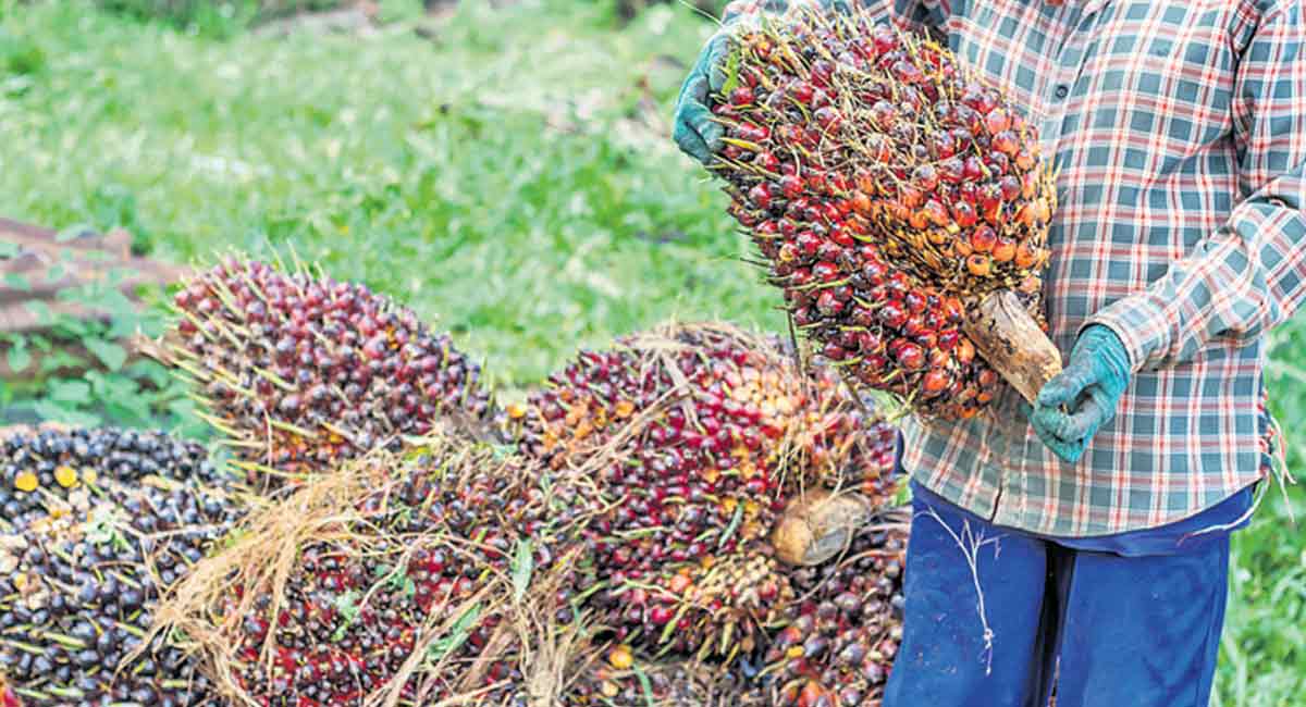 Telangana draws up big plans for oil palm cultivation