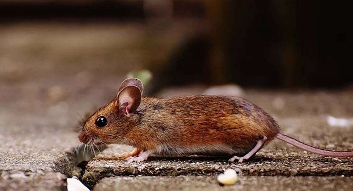 Scientists identify new coronavirus commonly found in rodents