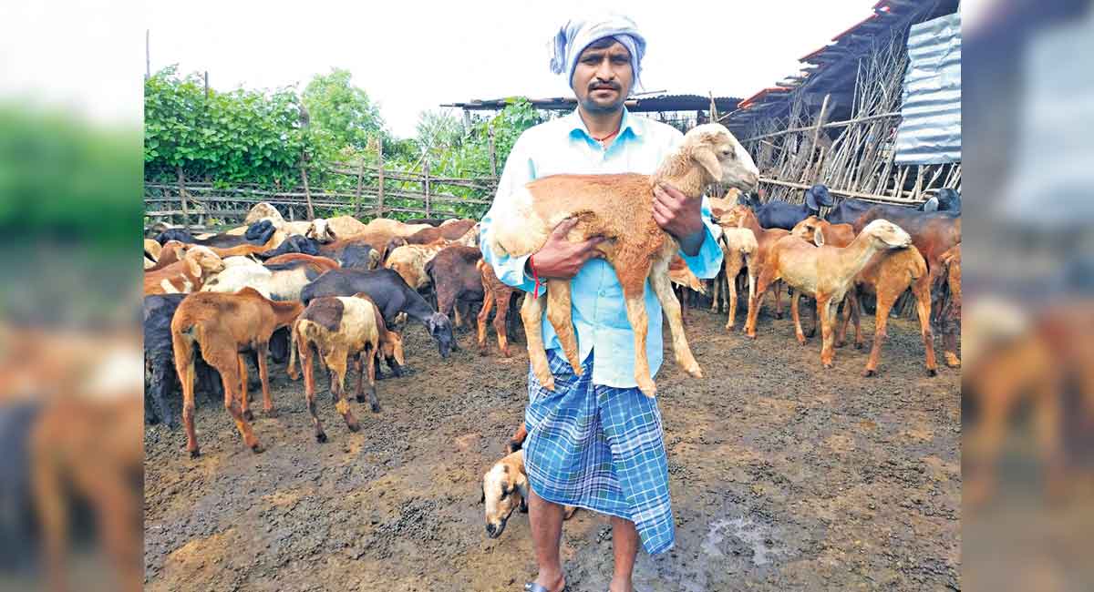 Telangana’s sheep scheme turns cash cow