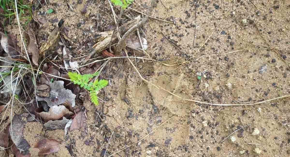 Tiger pugmarks identified near KTK1 mine in Bhupalpally