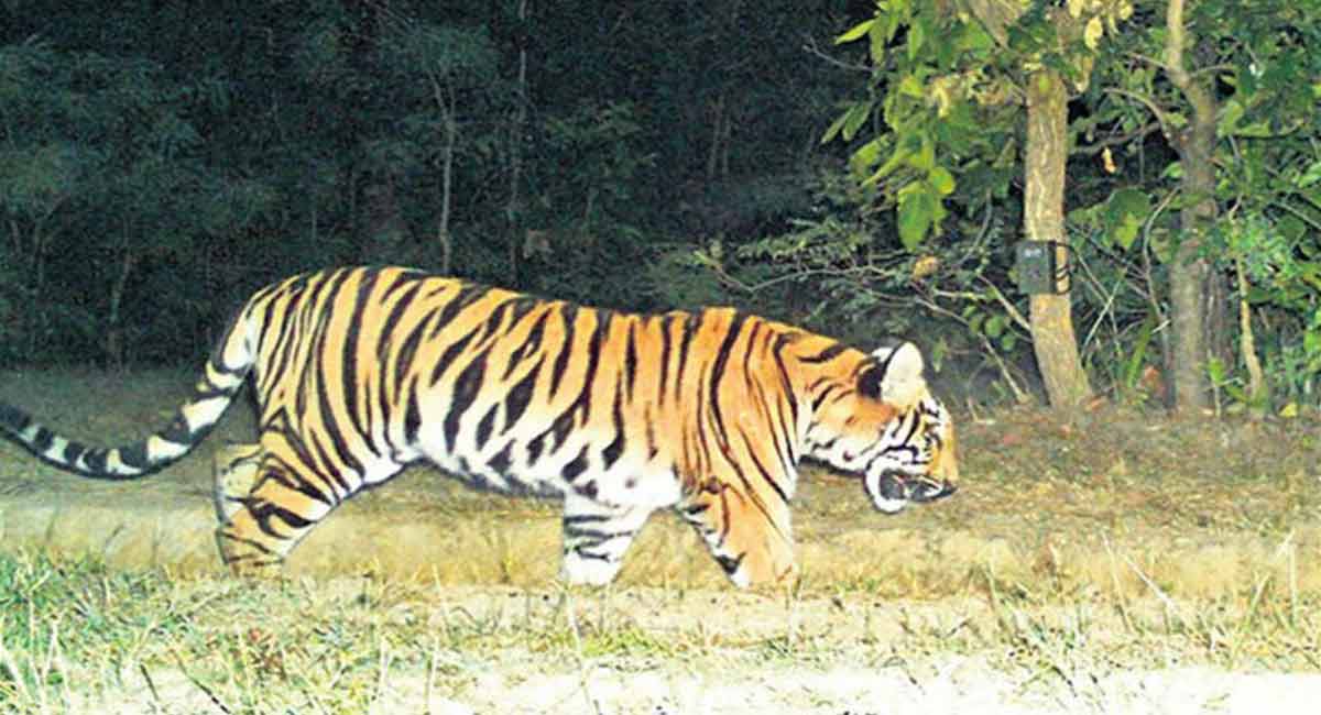 Forest officials alerted locals over tiger movement in Peddapalli district