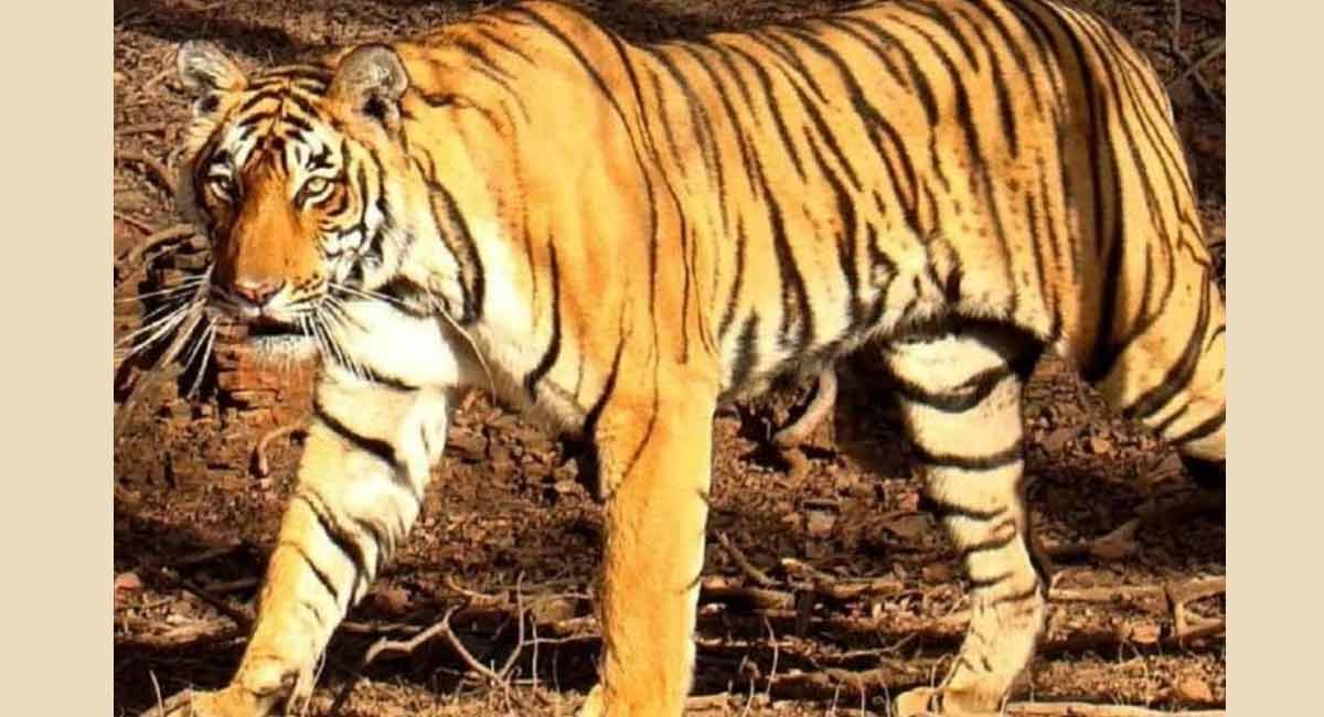 14-year-old boy mauled to death by tigress