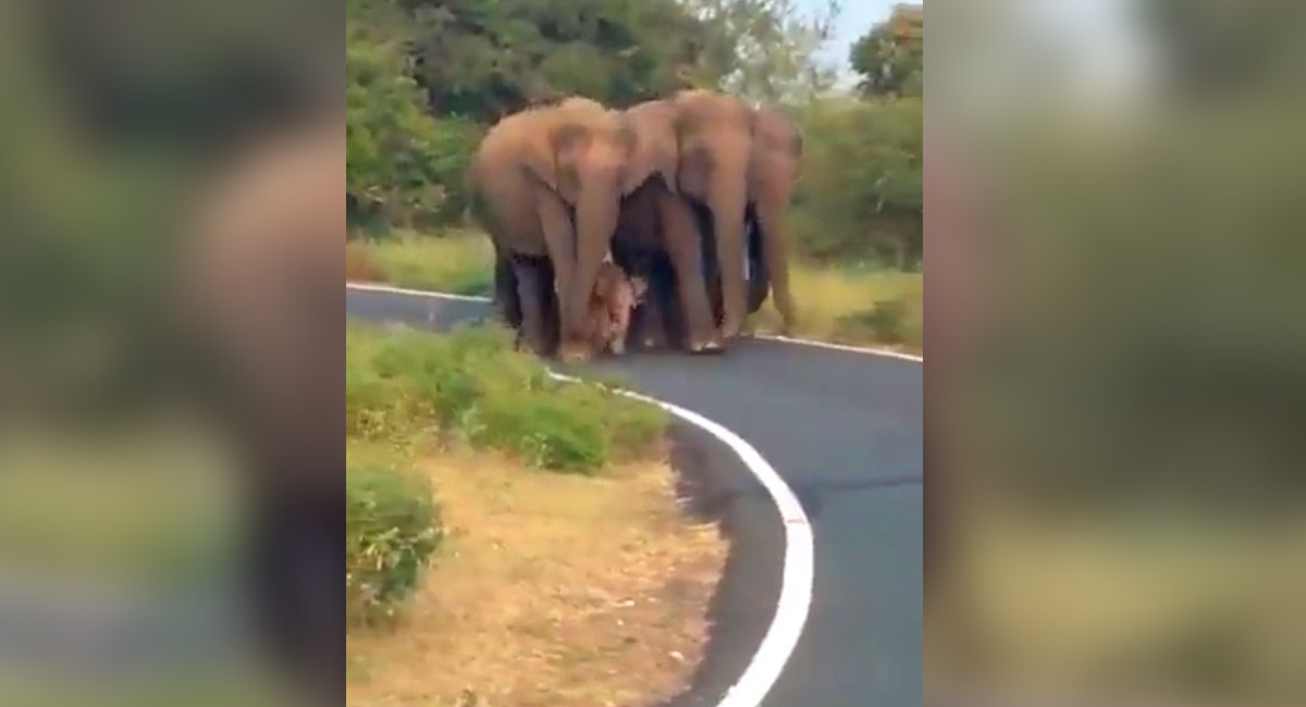 Viral Video shows a baby elephant being escorted in ‘Z+++ ‘Security