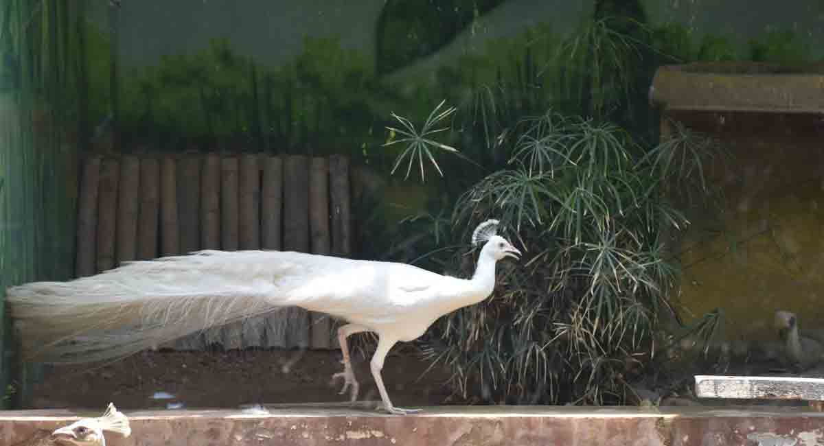 Inner Wheel Club of Secunderabad adopts a white peacock