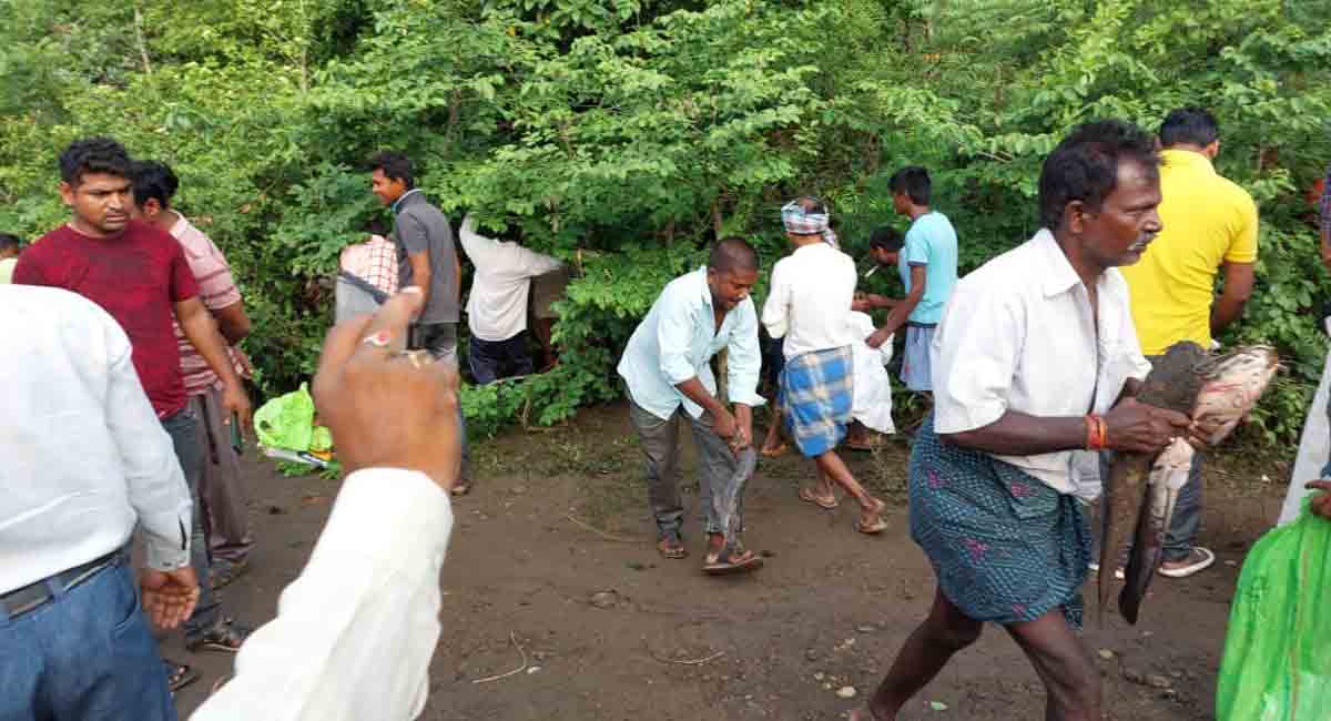 Villagers loot fish from an overturned lorry in Kothagudem