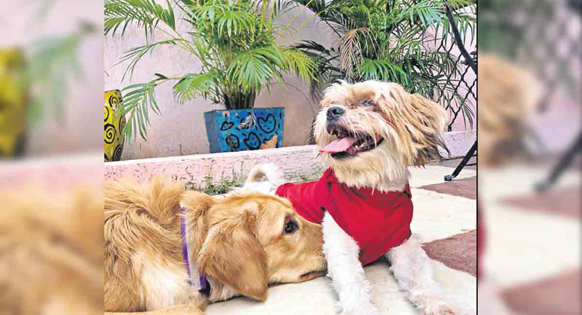 Hyderabad: Give your pet a paw-some time