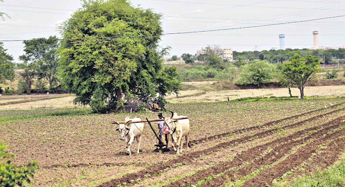 Guide farmers on alternative crops, officials told