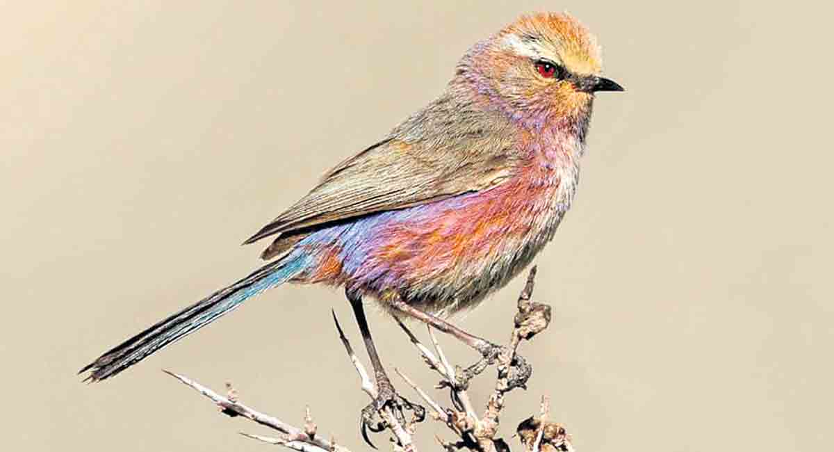 Hyderabad-based techie becomes first Telugu man to document 1,000 avian species