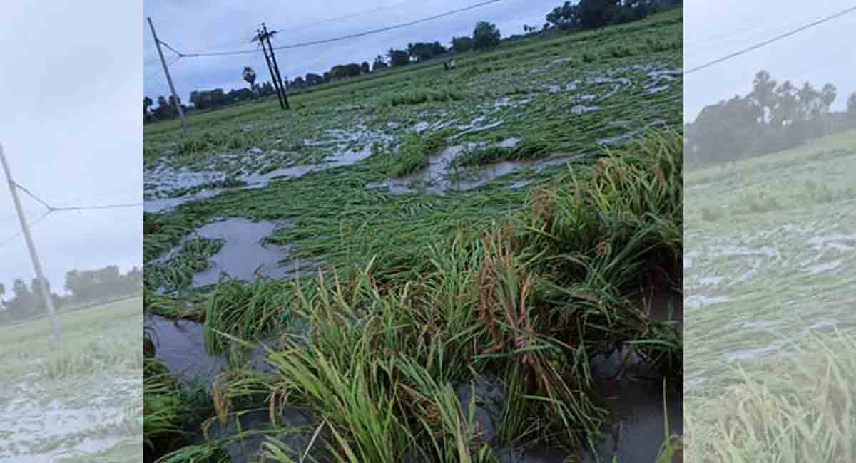 Standing crops in 30,000 acres damaged due to rains in Mancherial