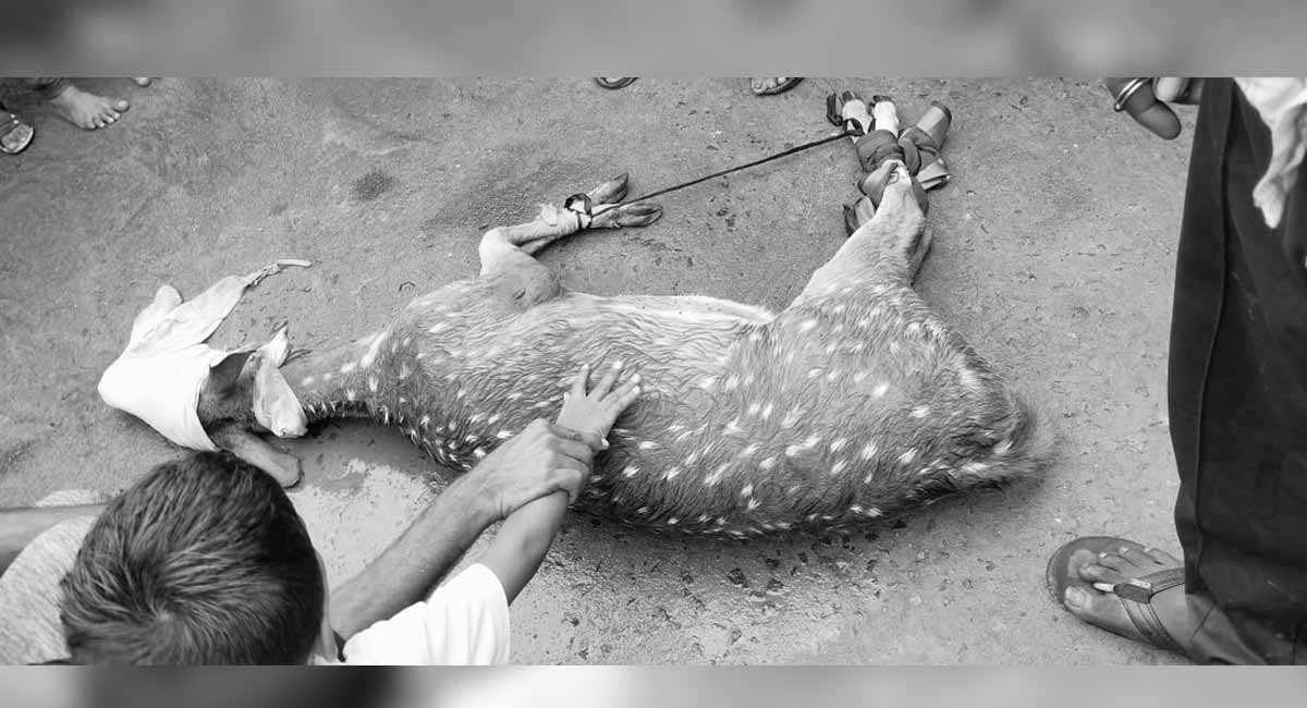 Khammam: Street dogs attack deer at Sathupalli