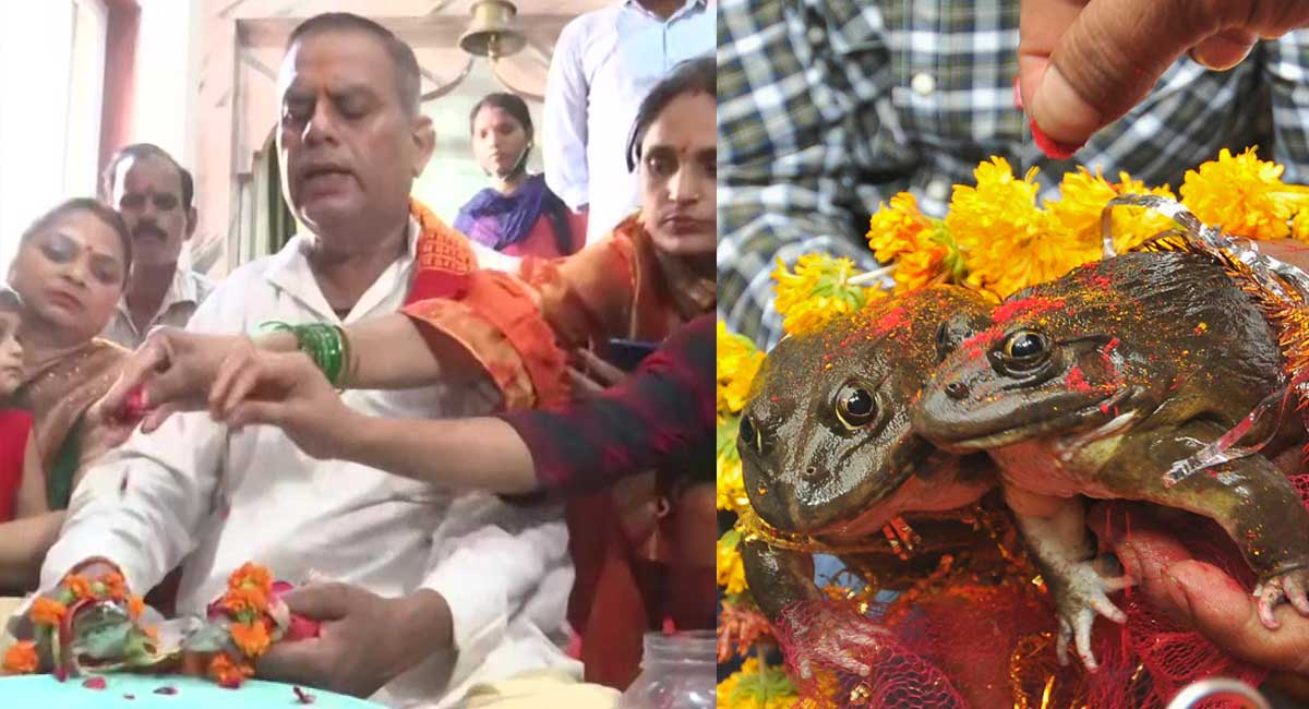Frogs married in Gorakhpur to appease rain god