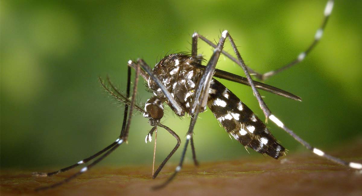 Japanese Encephalitis claims 1 more life in Assam; toll reaches 38