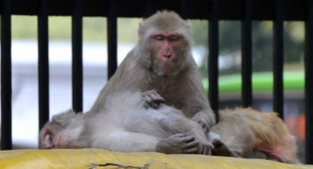 Monkeys kept captive for weeks rescued by AP Forest Department after PETA India prompt