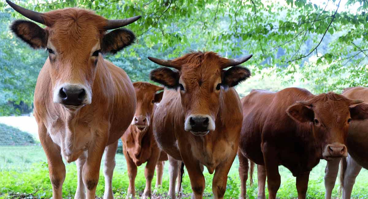 Nearly 1,200 cattle perish to lumpy disease in Rajasthan