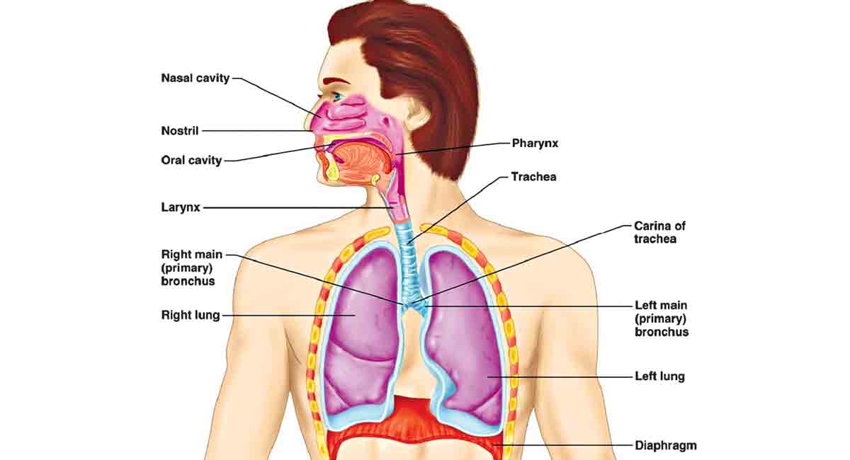 Functions of human respiratory system