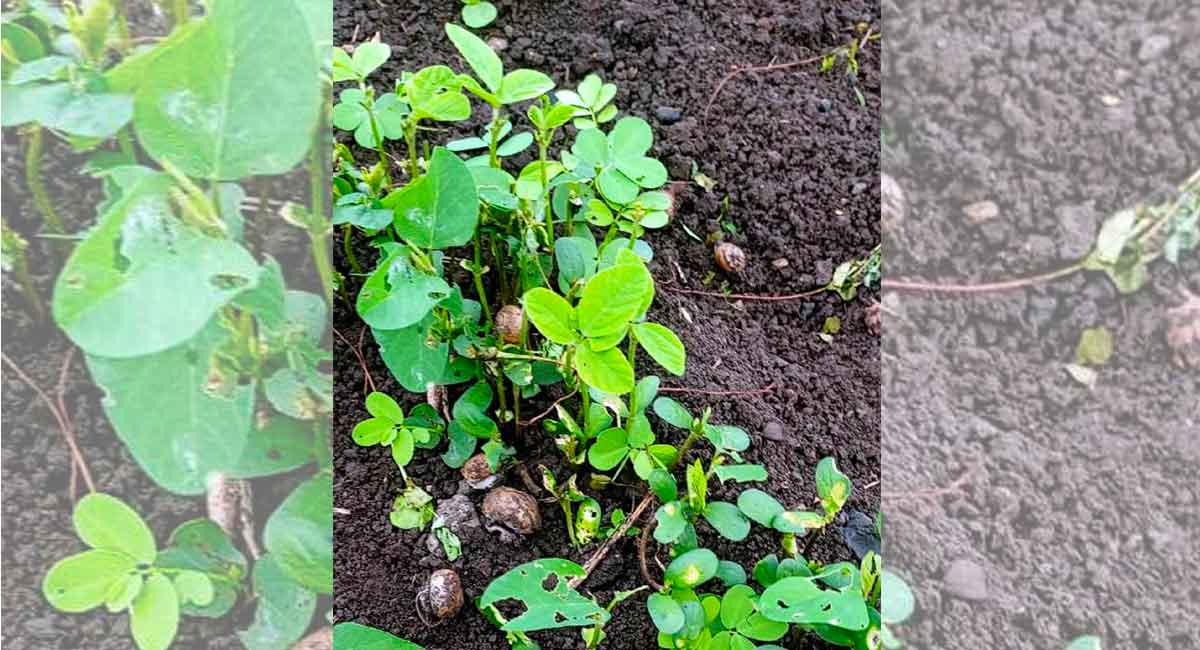 Rout of snails invade on crops in Sangareddy district