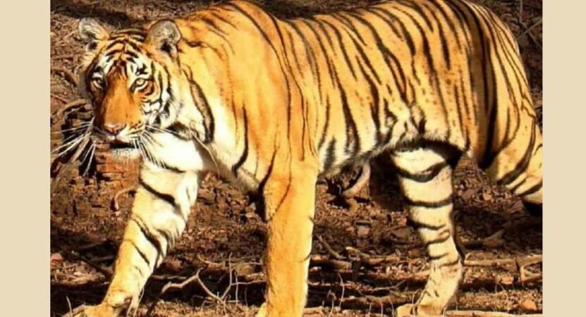 Another tigress captured in Dudhwa Reserve