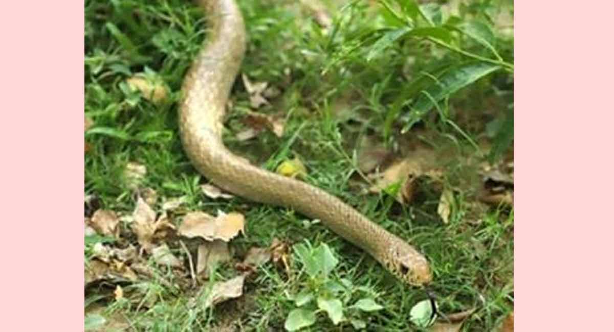Snake curls around Class 4 student’s leg in Kerala school