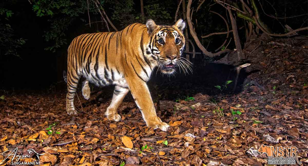 Getting tigers on camera with a wide angle lens