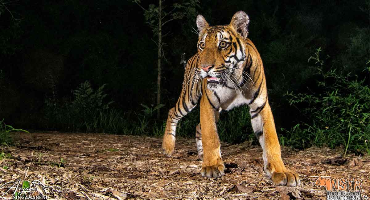 Getting tigers on camera with a wide angle lens
